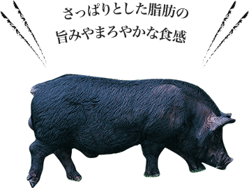 琉球在来種豚50%以上。さっぱりとした脂肪の旨みやまろやかな食感